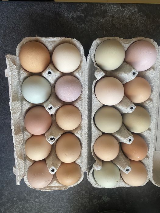 Ouă proaspete de casă – găini crescute la curte