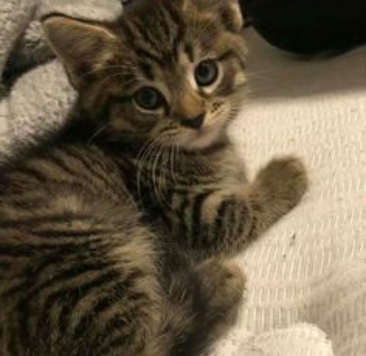 American shorthair