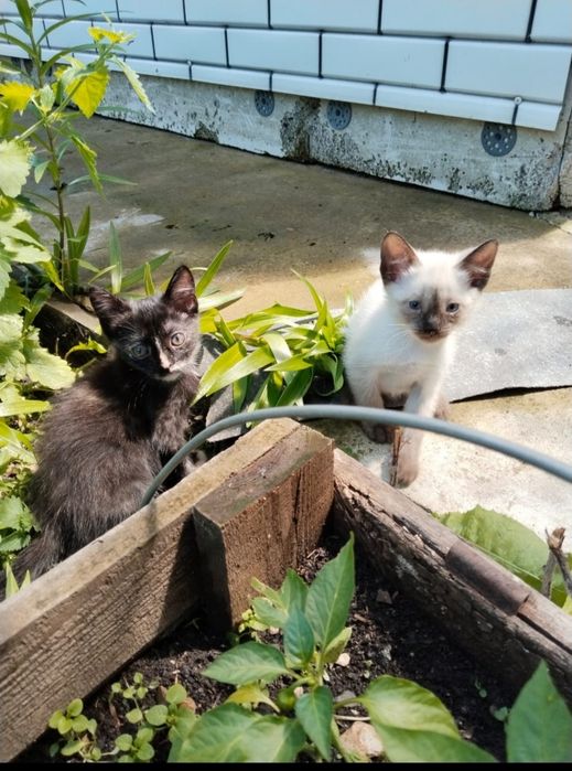 Котята в добрые руки