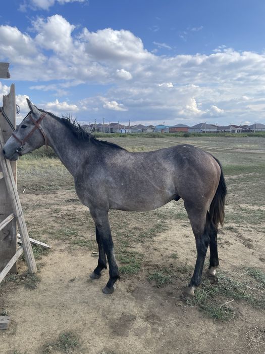 Орловский лошадь