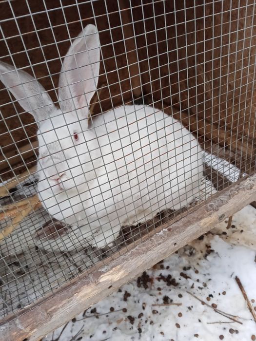 Продам кроликов им 11 месяцев