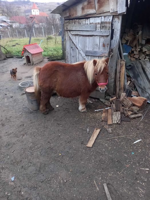 Vand sau schimb poneiță cu oi