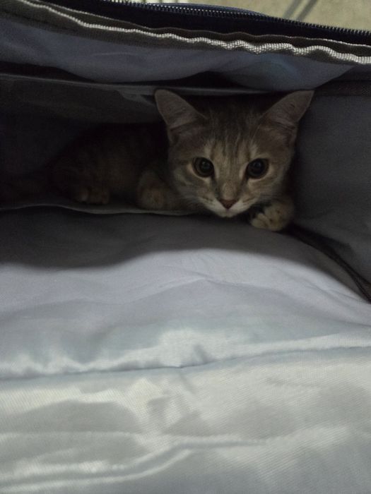 Отдам котенка срочно