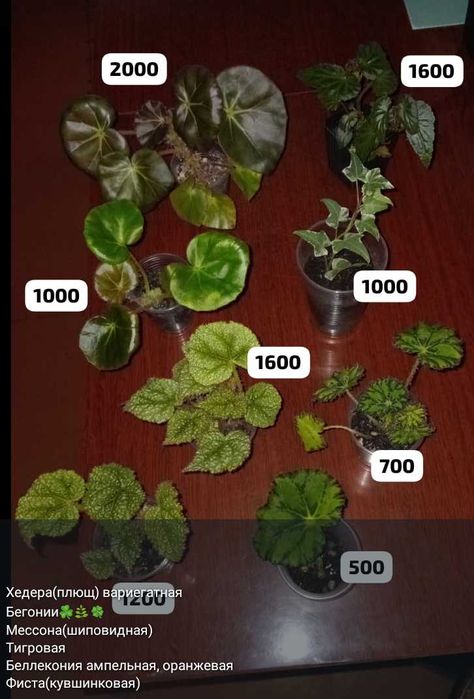 Комнатные цветы и отростки