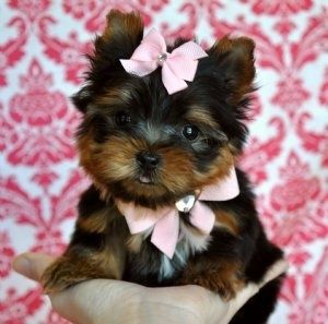 Yorkshire terrier talie mica