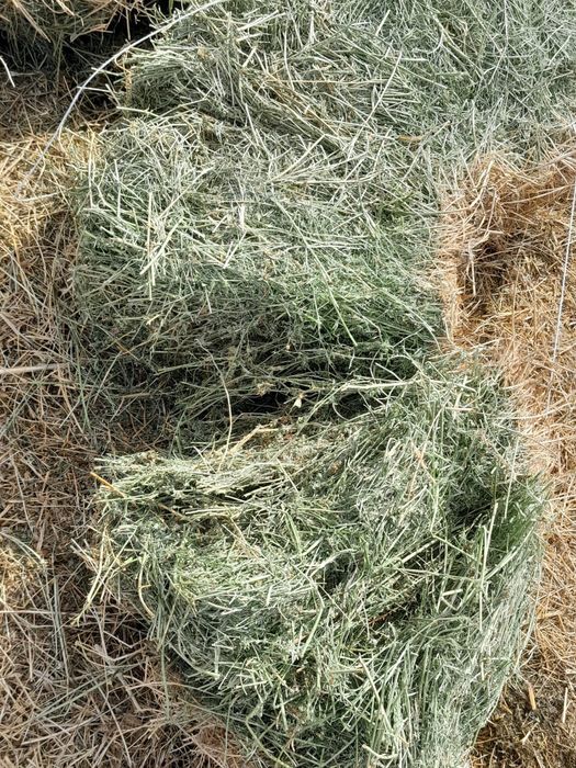 Продам тюки люцерну.