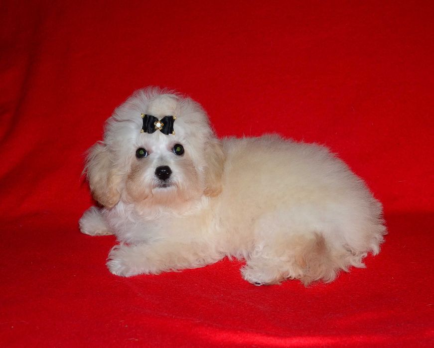 Роскошные мальтипу F1  !