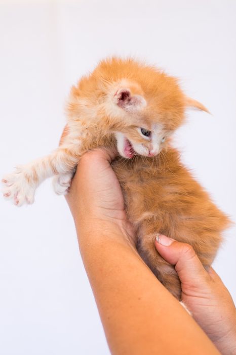 Рыжие солнышко котята Мейн Кун