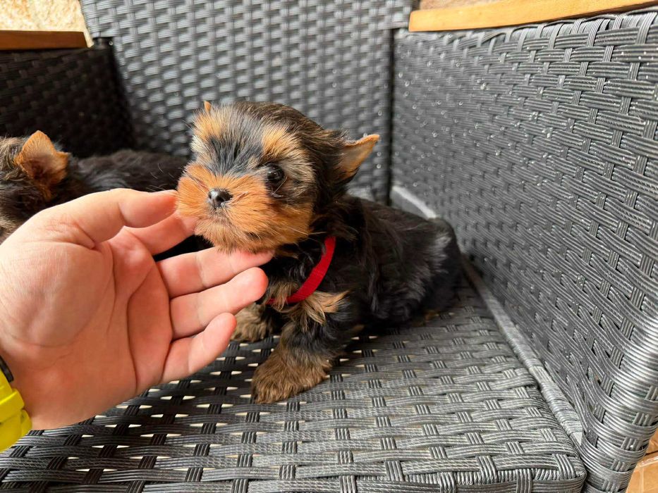 Мини Йоркширски териер