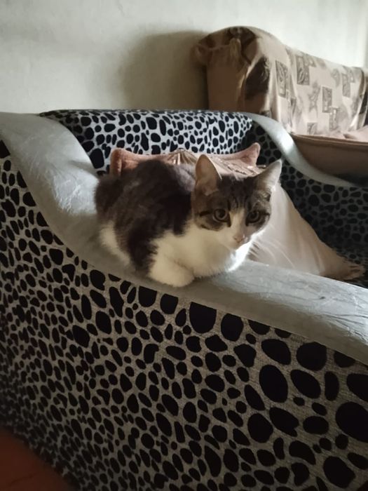 Отдам кошечку в добрые руки