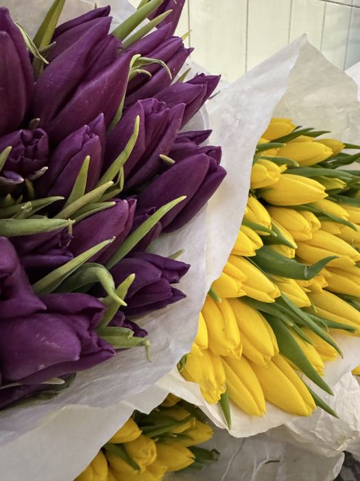 Тюльпаны голландия