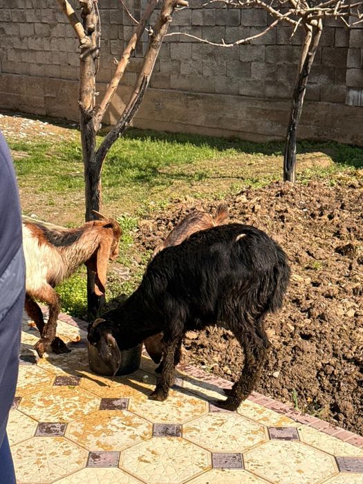 Битал    лақтары