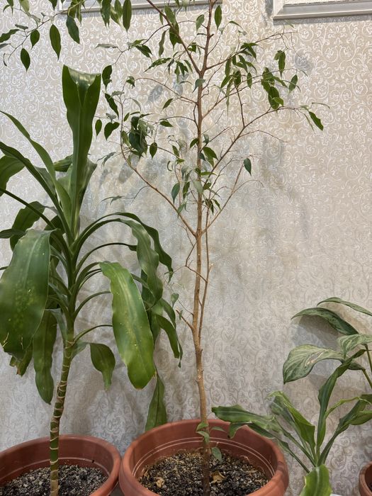 Цветы/Комнатные растения