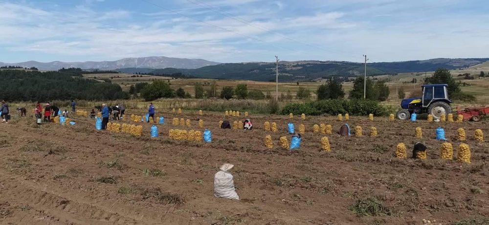 Картофи Сорая и Агрия