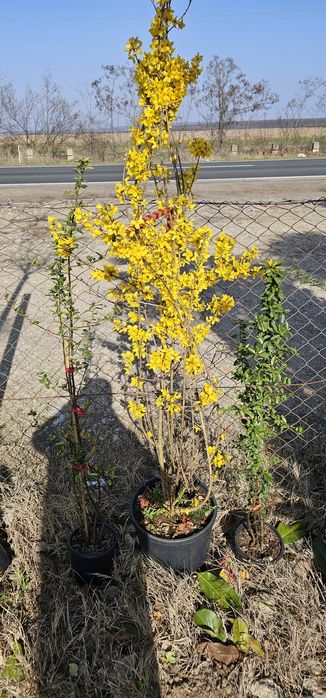 Pyracanta - Forsythia ( ploaie de aur ) leylandi