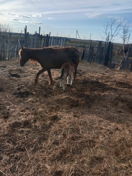 Лошади кабалы и жерибята