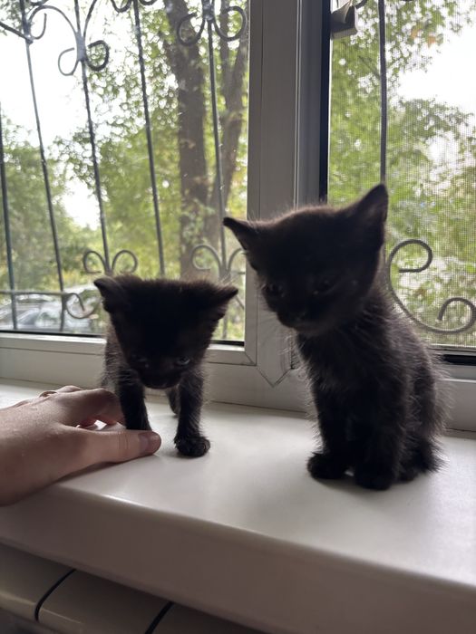 Замечательные котята ищут дом! В добрые руки!