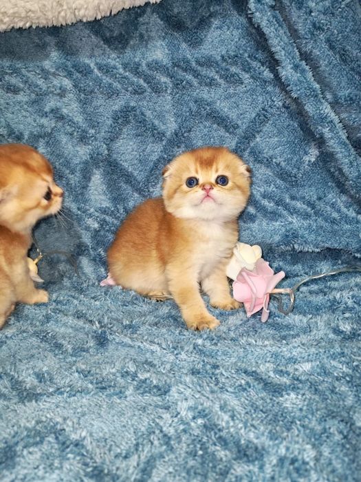 Золотая шиншилла котята