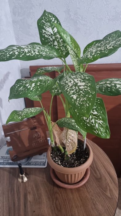 Комнатные цветы без удабрений