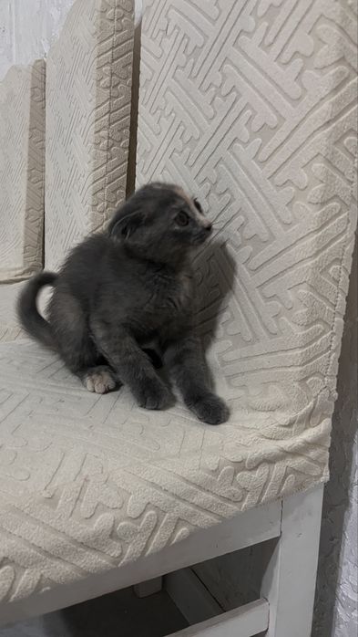 Котенок шотландский вислоух
