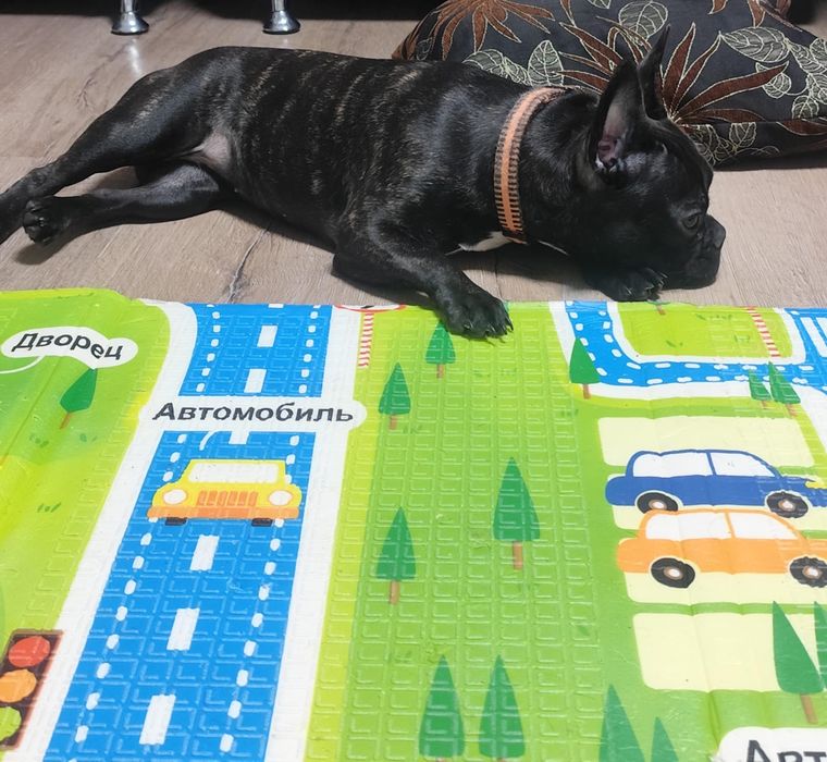 Продам собачку французский бульдог