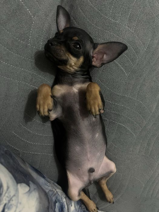 Продаётся Мини той терьер