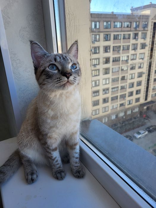 Отдам бесплатно кошку