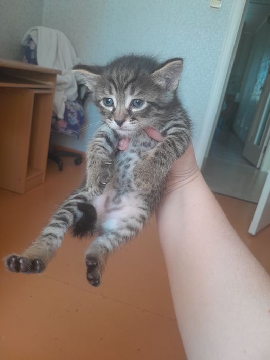 Домашние котятки 1 девочка 3 мальчика