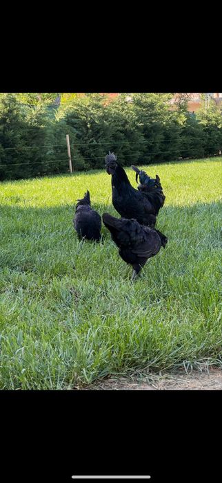 2+1 Australop alb/Playmouth rock/Marans/Ceamani