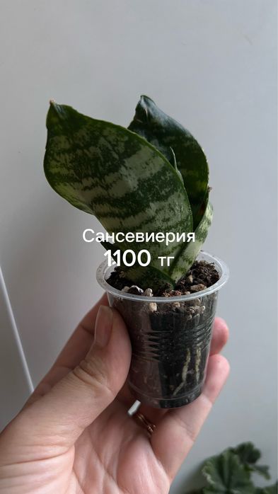 Сансы, алоказия, монстера, эпипремнум