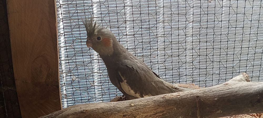 Papagali Nimfă și agapornis pui