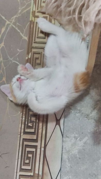Отдадим в хорошие руки котят