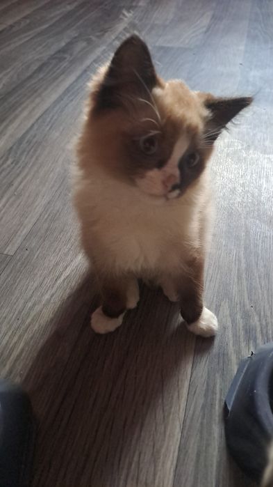 Котёнок в добрые руки