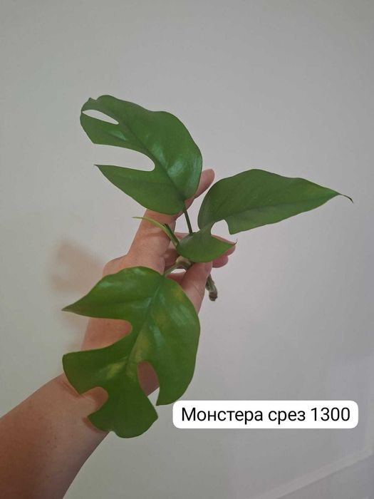 Продам комнатные растения