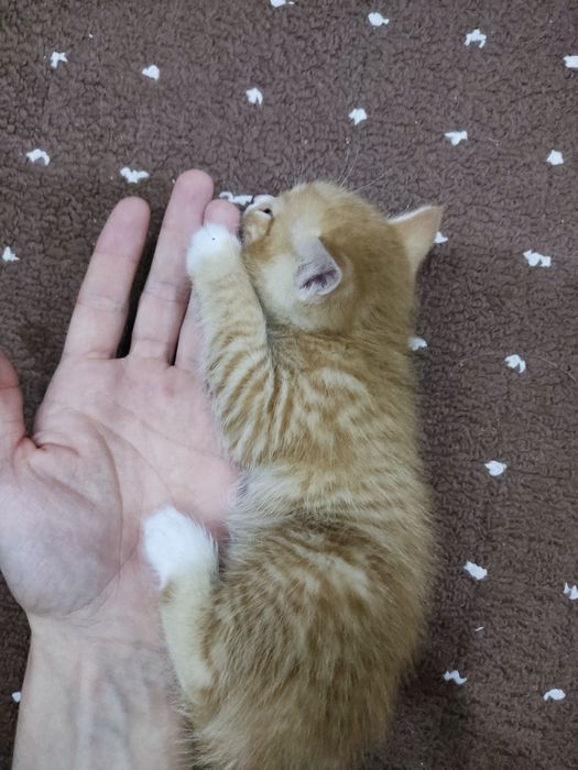 Отдам Котят даром в хорошие руки