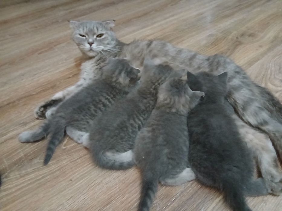 Продаётся котята шотландцы девочки и мальчики