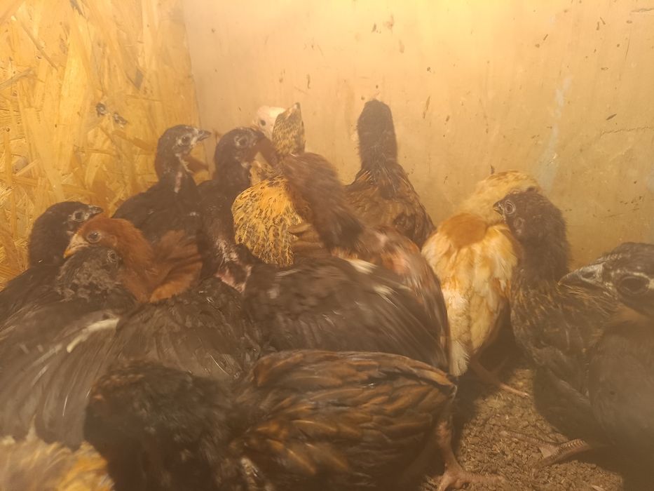 Цыплята   цыплята