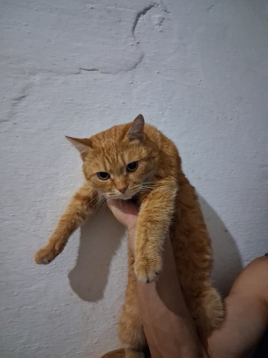 Продам кошку мальчик