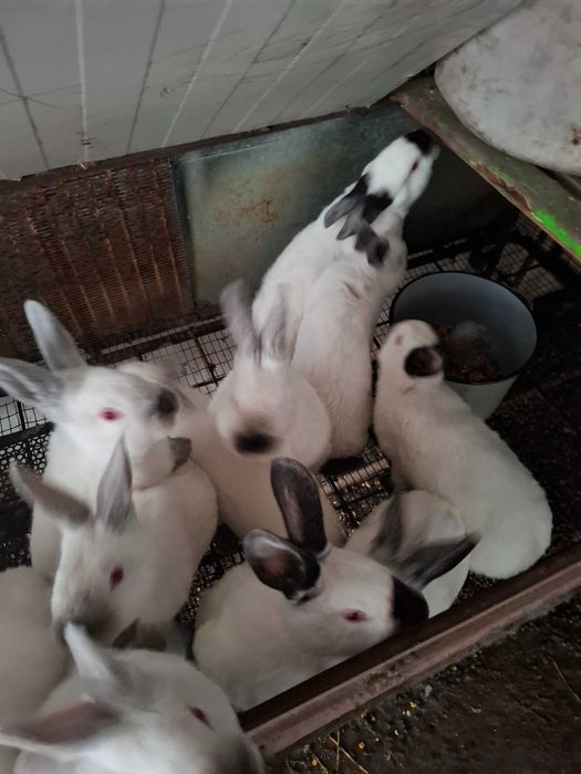 Заици Калифорниици