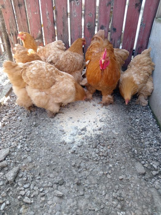 Găini cochinchina uriaș