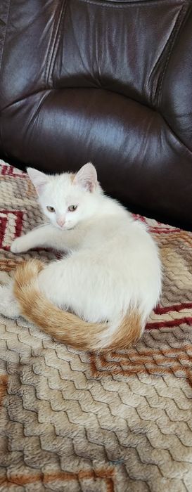 Отдам в добрые руки котенка. Мальчик