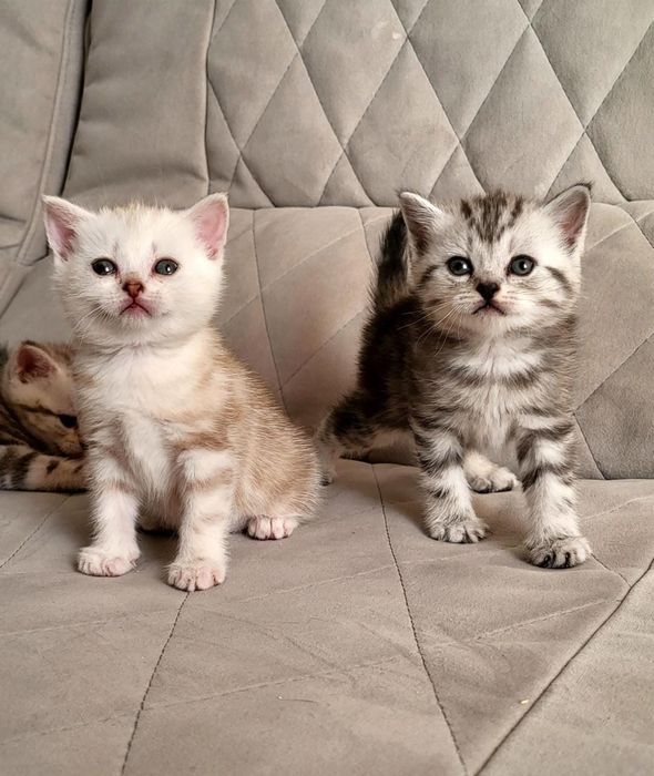 Чудо малыши скоттиш фолд