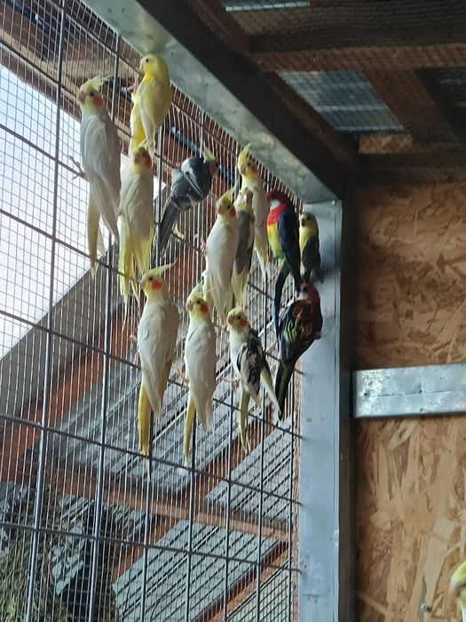 Papagali perusi,agapornis  disponibili