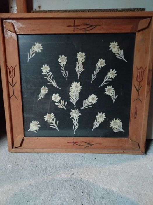 Еделвайс истински