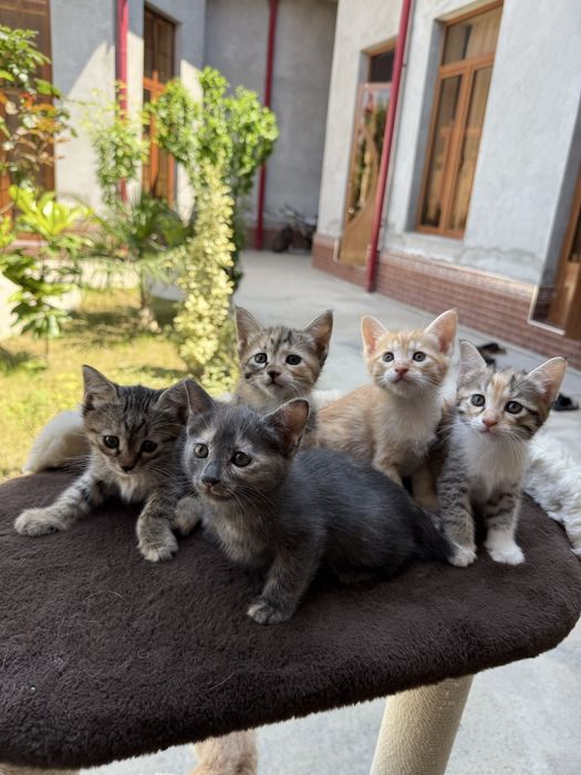 котенок