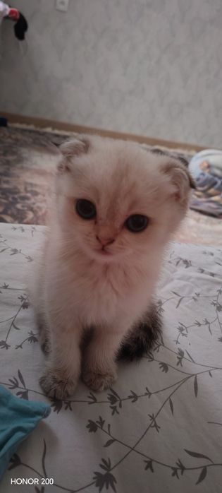 Шатланский Шиншилла