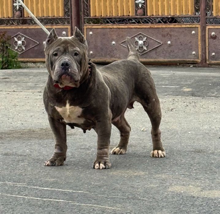 Femela american bully blue