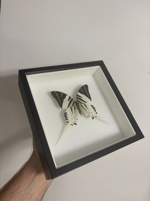 Rare Praying Mantis Butterfly Framed Insect Art Cadou Inedit Fluture Mantis Rama Decor Exotic 70 Euro Praying Mantis Butterfly Framed Art entomologice