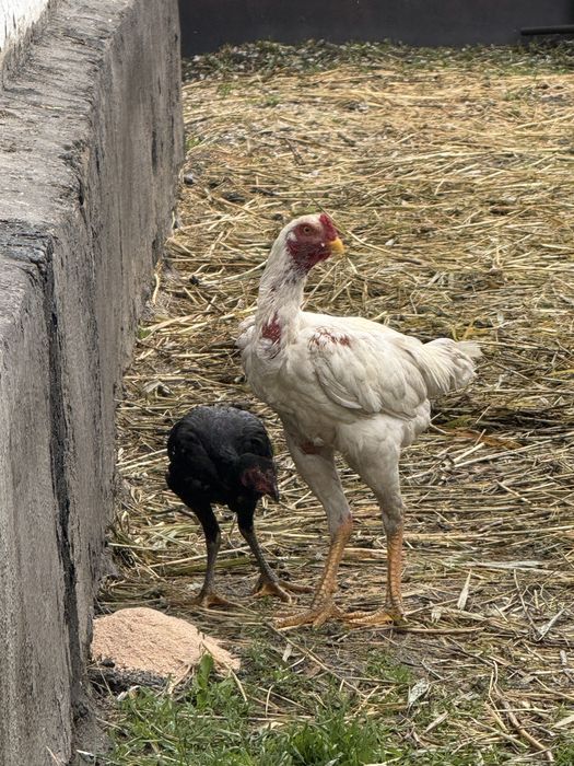 Продам дакана хороших кровей 25000 тысяч окончательно