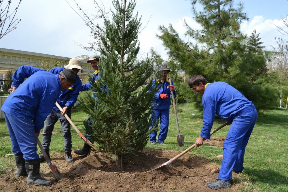 Богбон, Садовник посадка, обрезка деревьев, уборка сада и территорий.